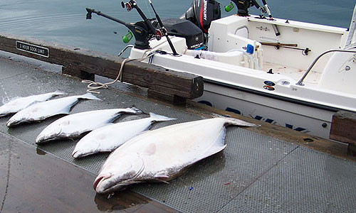 Halibut Catch