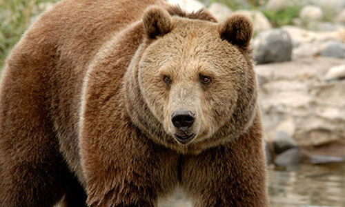 Brown Bear