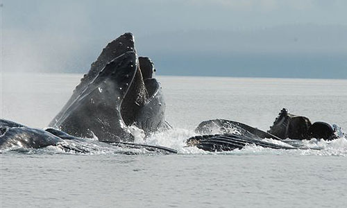 Whale Watching