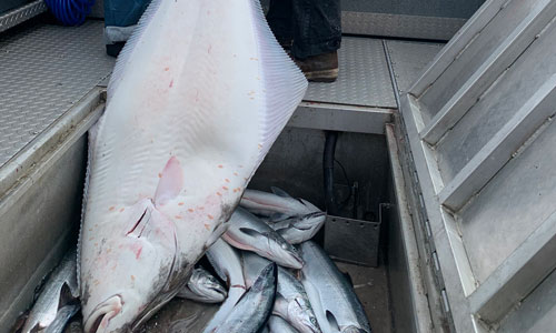 Ocean Fishing